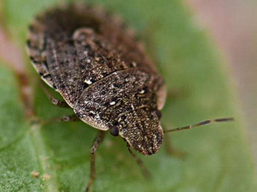 Réf. 235 342 : Sciocoris sideritidis
